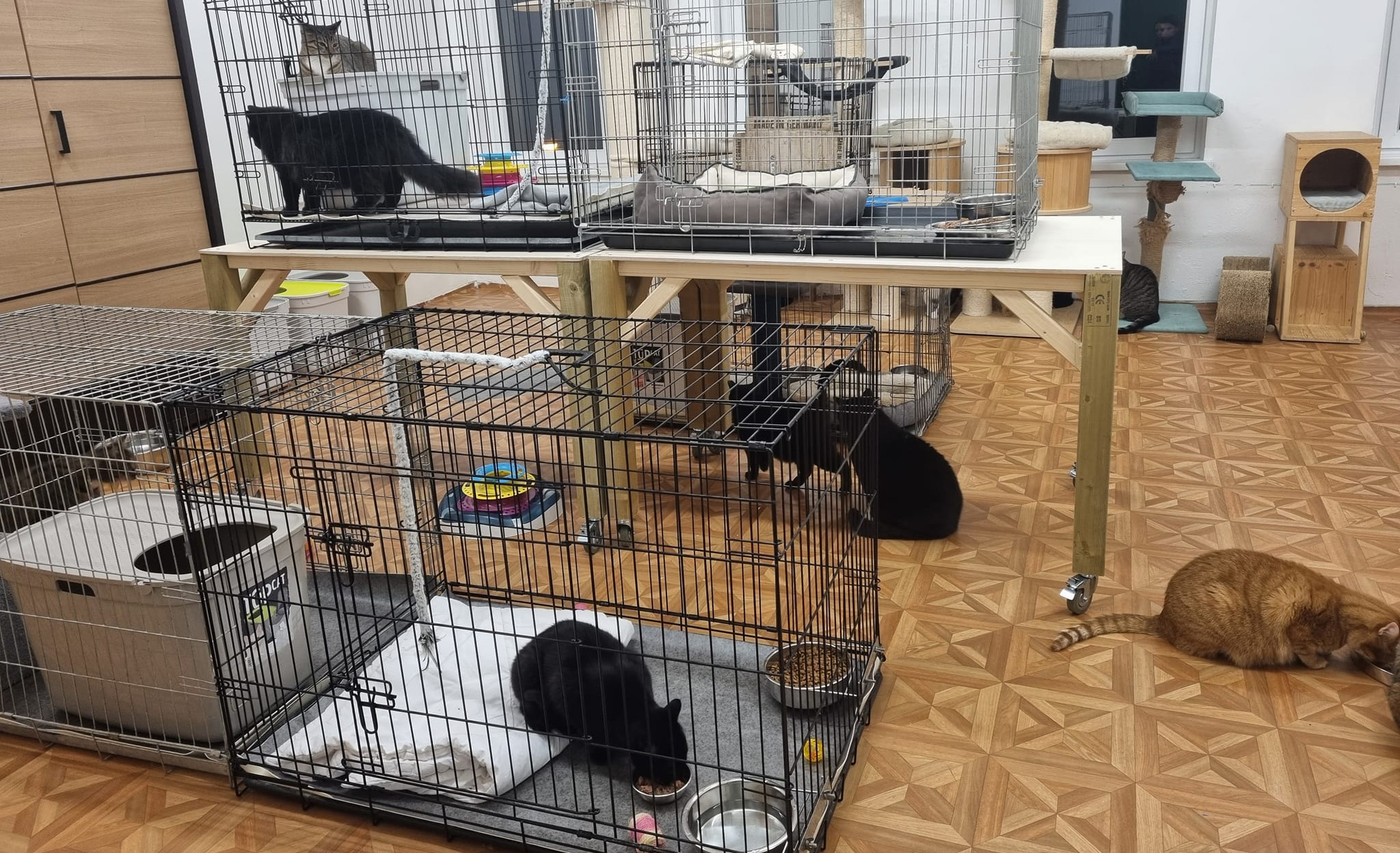 Cat Shelter
