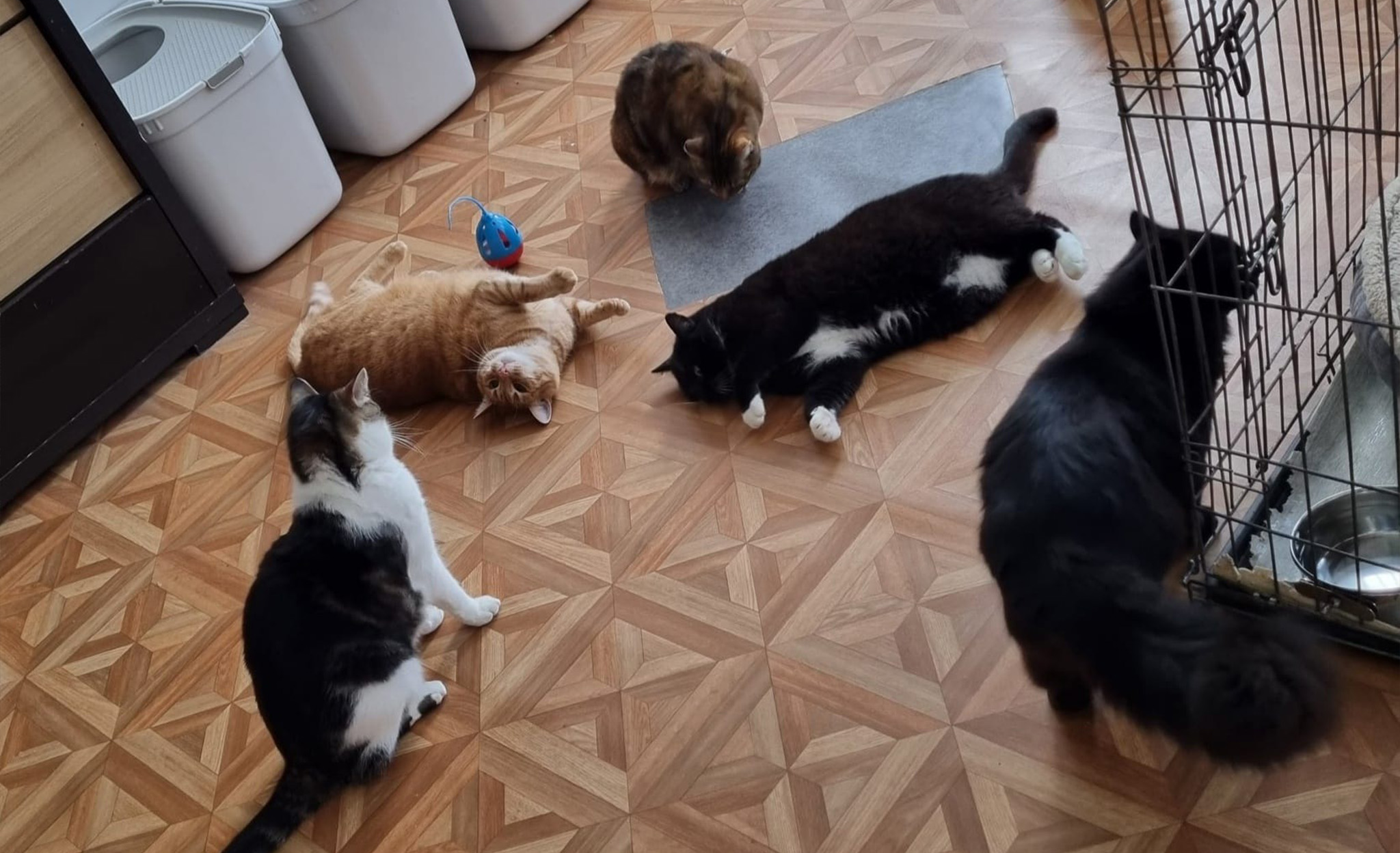 cat shelter